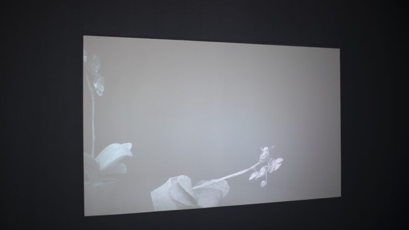 A dimly lit projection on a dark wall shows an image of a potted orchid plant with several buds and leaves visible.