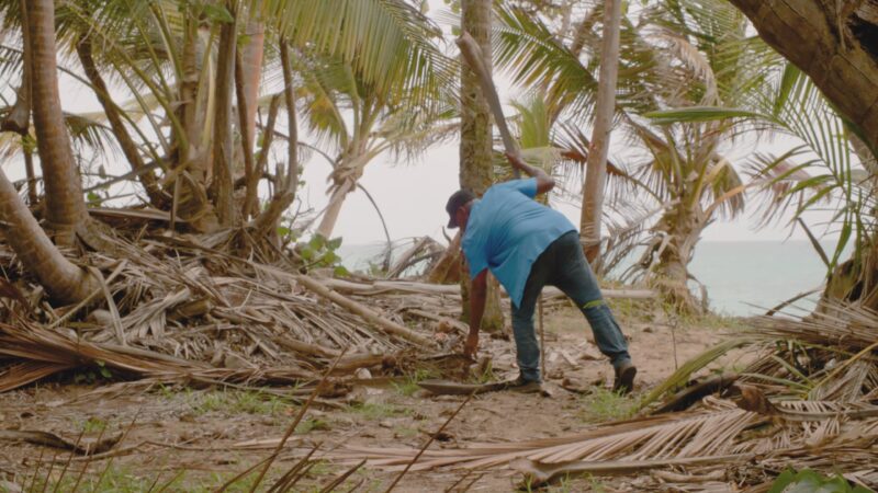 Daniel Lind-Ramos in a blue shirt and jeans bends down to pick something up among fallen palm leaves and trees on a tropical shoreline.