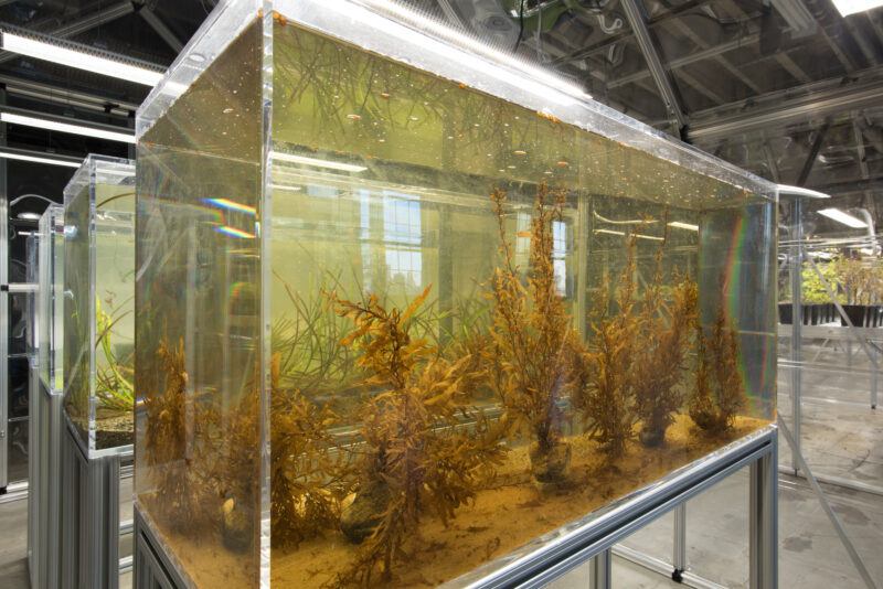 Close up of a plant growing underwater in an indoor greenhouse.