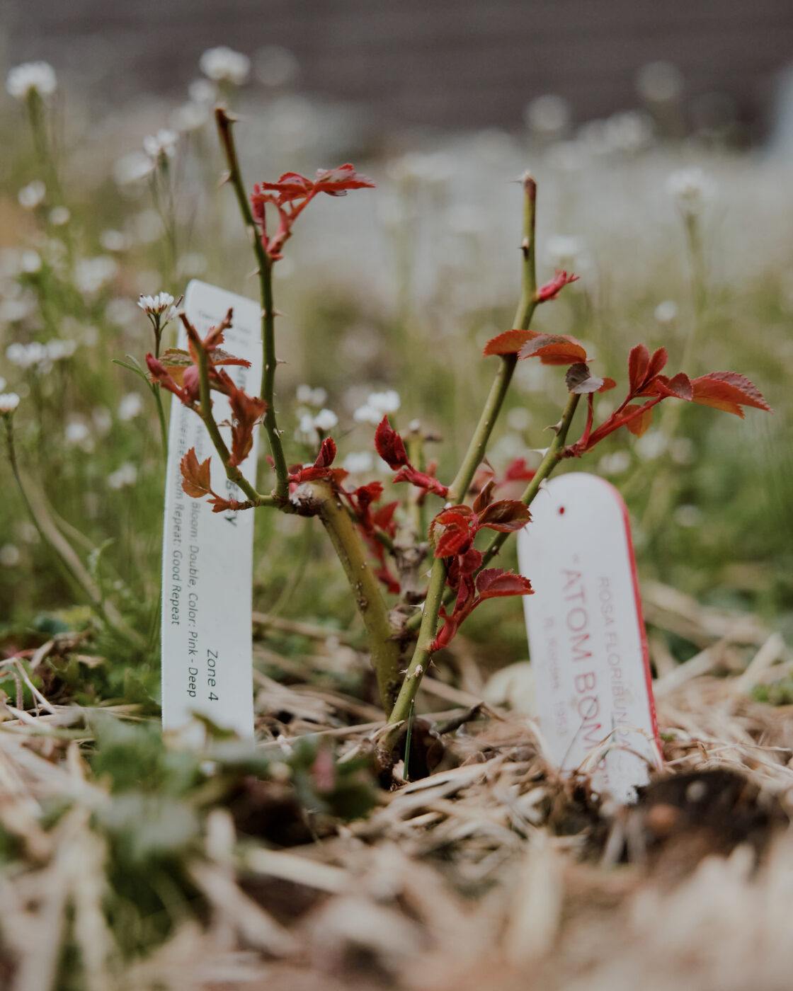 Close up of a Rosa Floribunda clipping in the ground.